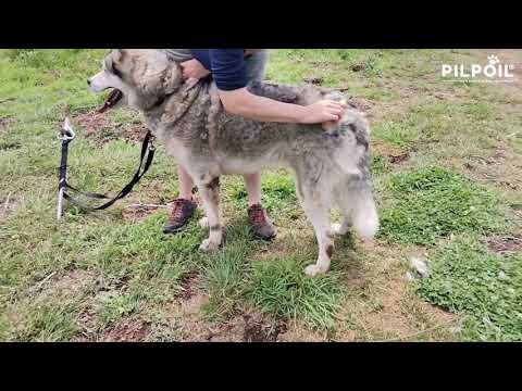 Vidéo client chien poils longs 2