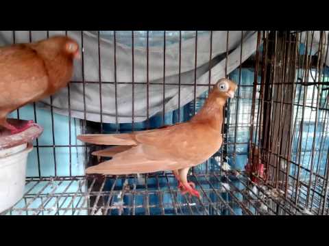 Short face pigeon..!