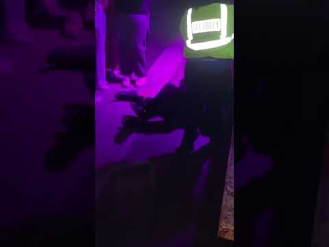 602 BYRON & AB CASHINN FAN FIGHTING SECURITY @monarach