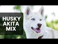 All About Husky Akita Mix AKA Huskita