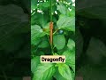 Dragonfly Beautiful Shorts ️ Video Insects Viralvideo Wtsp Tiktok Gulshansahu716