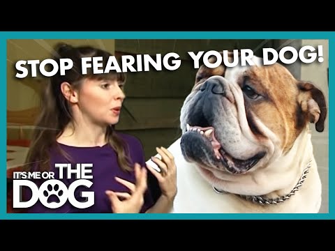 YouTube video about: Should I pee on my dog to show dominance?