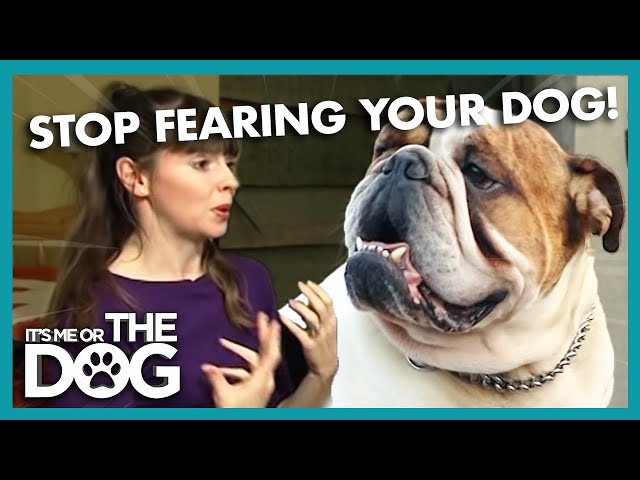 Why would a dog pee on a person?