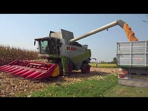 Trebbiatura mais 2020 | Claas Lexion 570