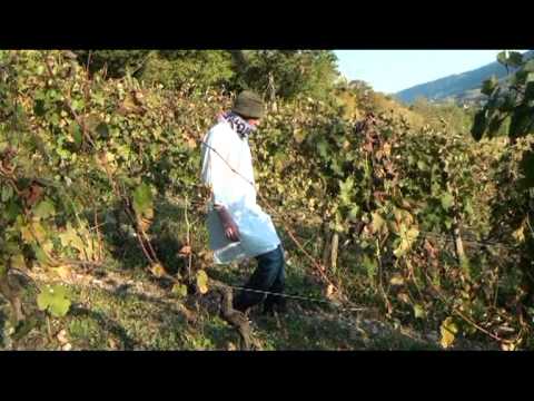 The piaver's -Le Beaujolais Nouveau-