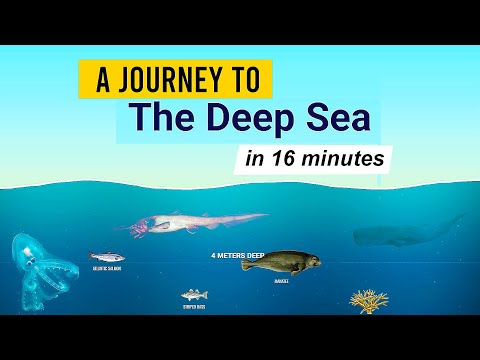 A Journey to THE DEEP SEA by Neal Agarwal | Neal.fun