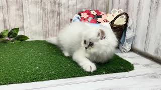 ペルシャの動画01