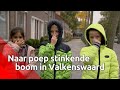 Overlast in Valkenswaard door bomen die stinken naar poep