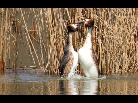 SOMORMUJO LAVANCO | Great crested grebe nesting