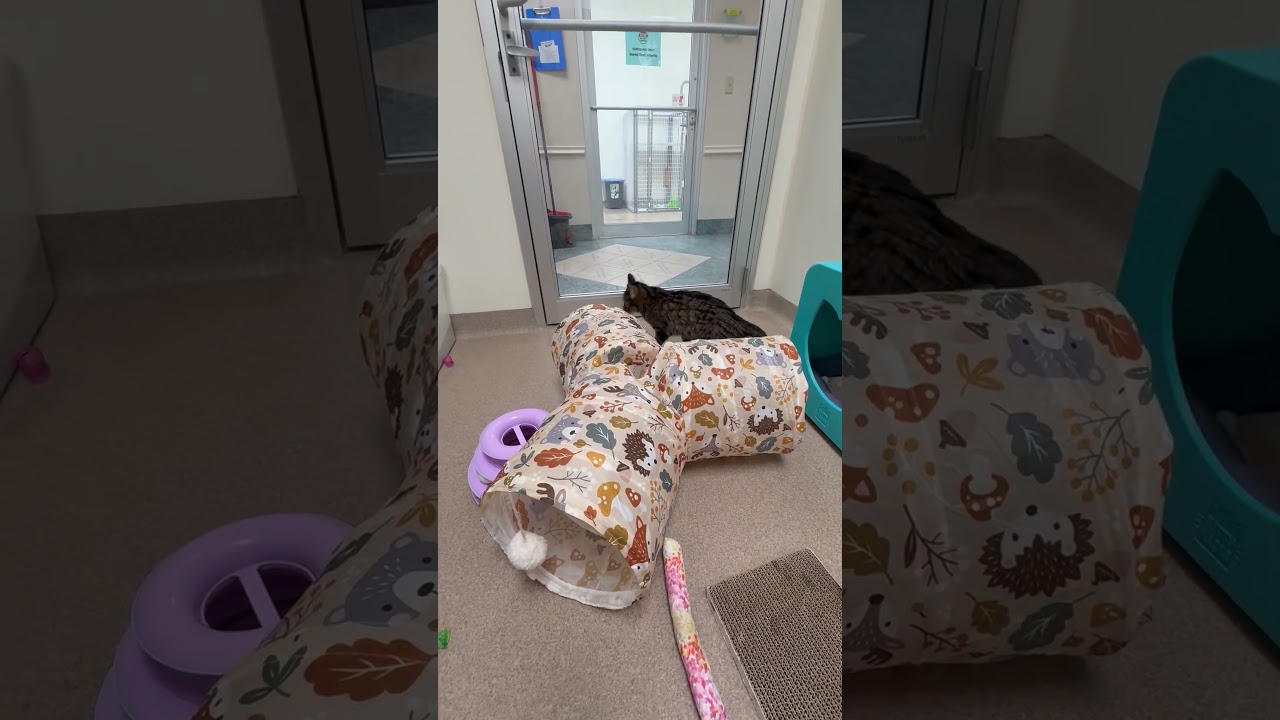 Enlarge Lexi - cuddly adorable sweetheart!, a ADOPTABLE Tabby in Oshkosh, WI video 6/6