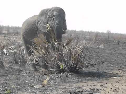 Ellie eating lala palm