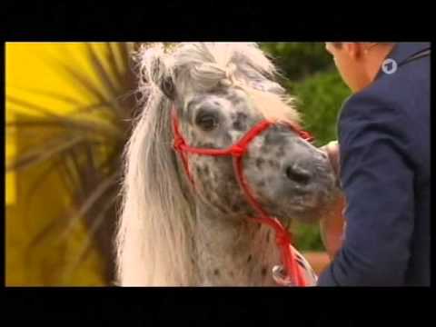 Pony Alfons bei Stefan Mross - Immer wieder Sonntags