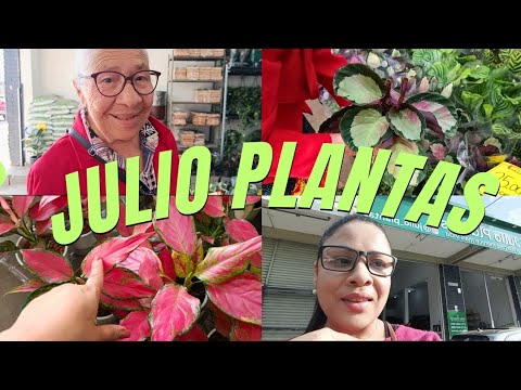 JÚLIO PLANTAS VENDE BARATINHO, VONTADE DE LEVAR TUDO, AGLAONEMAS, ANTÚRIOS, ZAMIOCUCA CAMALEON