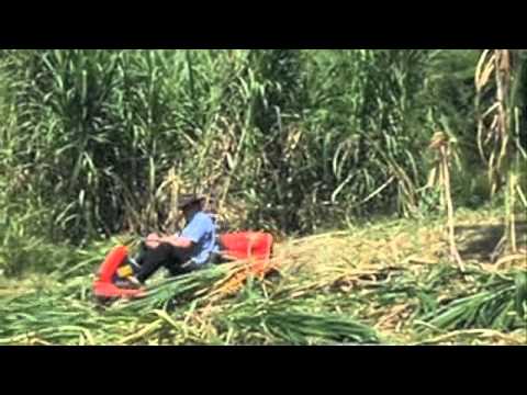 Canycom - Razorback in Bana Cane Queensland Australia