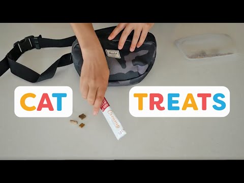 The Best Treats For Training Cats