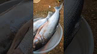 olha este lugar para estar pescando MATRINXÃ #shorts