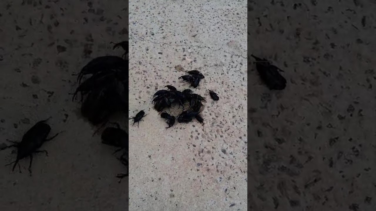 Vídeo do produto