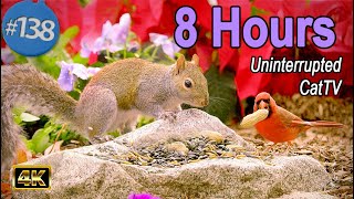 TV for Cats 😻8 Hours of Birds 🐦 Squirrels 🐿NoAds BirdTV Uninterrupted CatTV Poinsettia @LensMyth