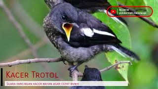 Download lagu Masteran Kacer Trotol cepat bunyi mp3