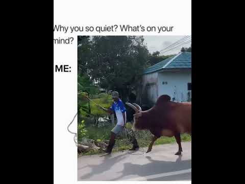 Fly high kol #funnyshorts