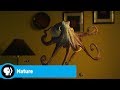 Official Preview Octopus Making Contact NATURE PBS