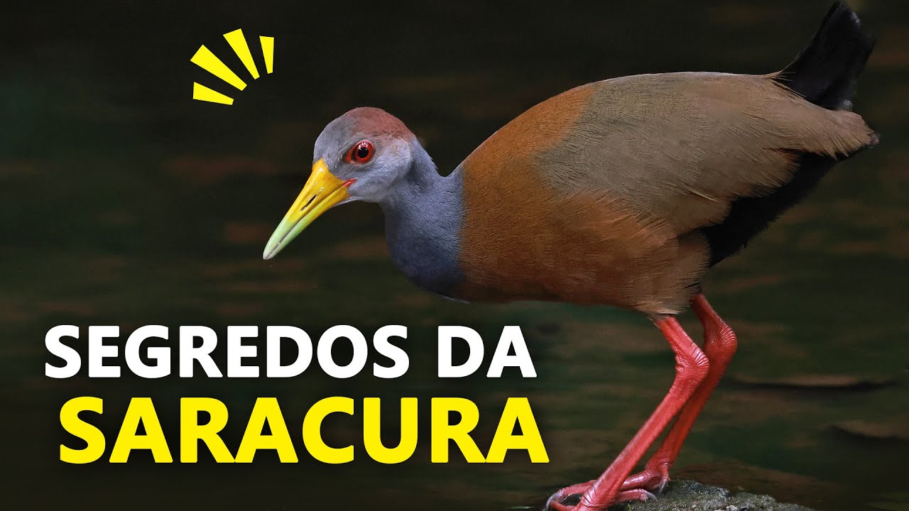 SARACURA "TRÊS POTES" Cantos e curiosidades das saracuras do Brasil | Essas aves voam?