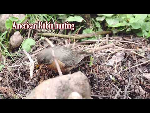 American robin hunting