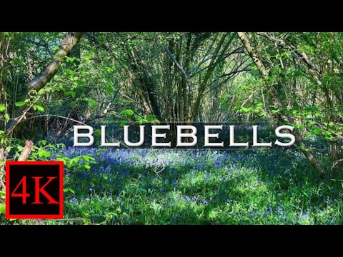 Bluebells. A 4K walk through an English bluebell wood. 4K virtual woodland walk