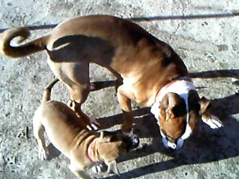 amstaffVSboxer topile