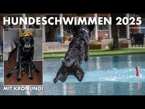 Cedric der Labrador - 276 | Hundeschwimmen 2025