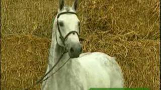 Video von Cascavelle