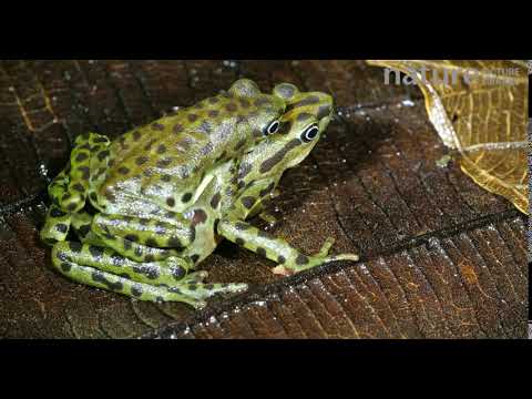 Пара жаб джамбато (Atelopus ignescens) в эмплексусе. Программа разведения в неволе, Эквадор.