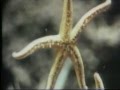 Classic Sesame Street Starfish On Film