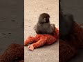 Baby Monkey Thinks This Teddy Bear is His Mom 🥺