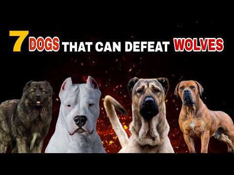 Top 7 Biggest Dog Breeds That Can Fight Wolves