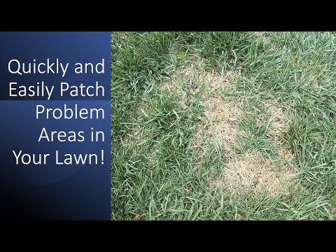 How to fix dead spots in your lawn.