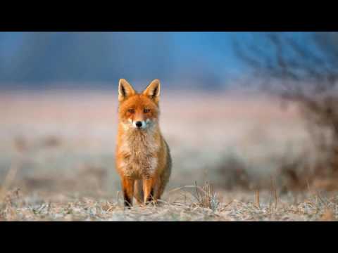 Trupa CALEnDAR  -  Mi-e dragă pădurea