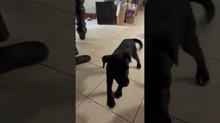Video preview image #1 Chihuahua-Labrador Retriever Mix Puppy For Sale in Virginia Beach, VA, USA