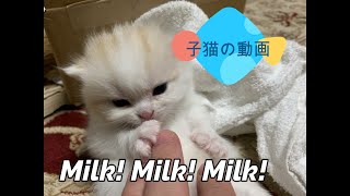 【スコテッィッシュ】子猫の動画【高画質ねこ】