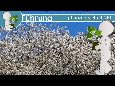 🔎 KW 15 - Wildpflanzen Führung 1/3 - (1te Aprilwoche) - Baumblüte, Knospen & Zufallsfund