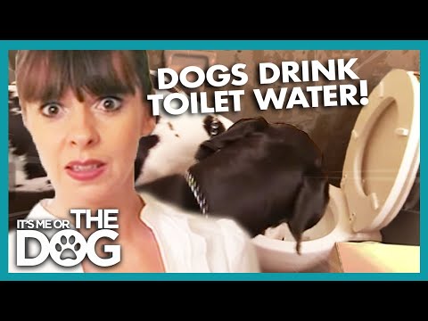 Is Toilet Water Safe for Dogs to Drink? | It's Me or the Dog