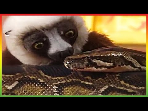 🐍 Zoboomafoo 201 | Snakebellies | Animal shows for kids | Full Episode | HD 🐍