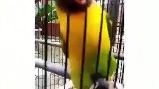 Download lagu #7 Status WA Bikin ngakak!!! Burung bisa Nyanyi dan joget!!! mp3 Download lagu #7 Status WA Bikin ngakak!!! Burung bisa Nyanyi dan joget!!! mp3
