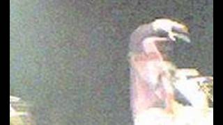 Babyshambles -  The Man Who Came To Stay