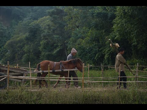 Thumbnail of the video: Official Trailer