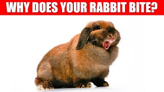 Why Does My Rabbit Bite Me? (And How to Stop it!) by Lennon The Bunny