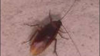 Cockroaches