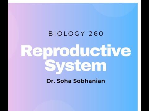 Female Reproductive System Anatomy