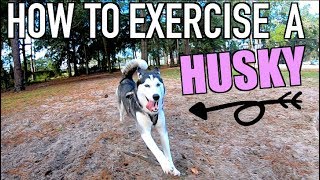How To Properly Exercise A Siberian Husky (Tips & Tricks)