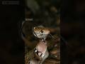 Montane Trinket Snake Snakemaniac Snake Reptiles Wildlife Snakevideo Youtuber Shorts
